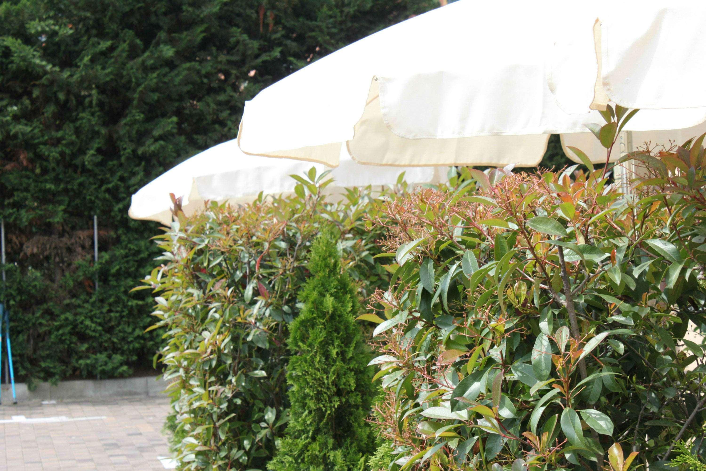 Best Western Hotel Anthurium Santo Stefano al Mare Luaran gambar